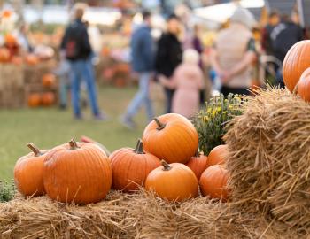 pumpkins on hay