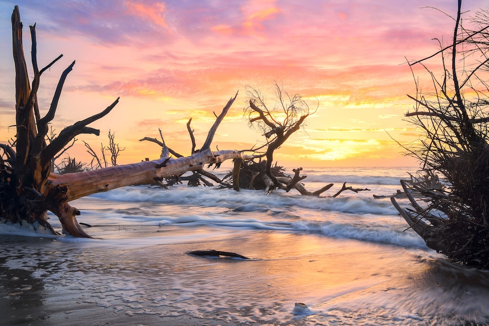 Driftwood on beach in South Carolina