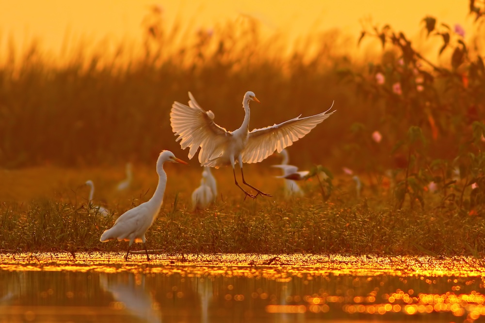 egret in water in nature preserve